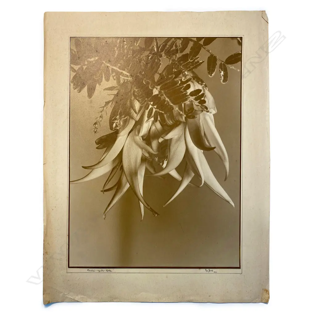 Reg P Bell - Kowhai-ngutu-Kaka, Image 1++